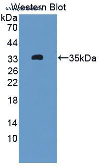 MyBioSource MBS2025792 image 1