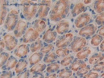 MyBioSource MBS2025792 image 2