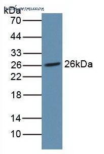 MyBioSource MBS2025799 image 1
