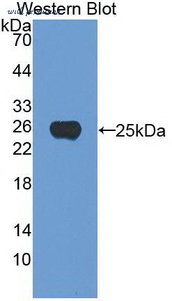 MyBioSource MBS2025799 image 2