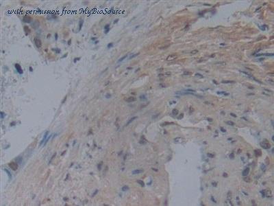 MyBioSource MBS2025799 image 3