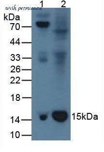 MyBioSource MBS2025812 image 1