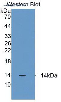 MyBioSource MBS2025812 image 2