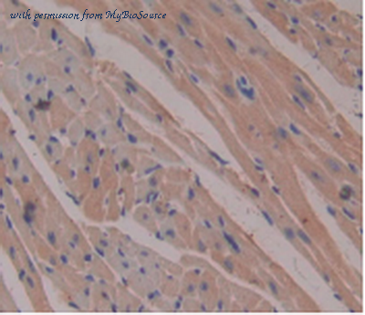 MyBioSource MBS2025812 image 3