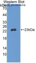 MyBioSource MBS2025843 image 1