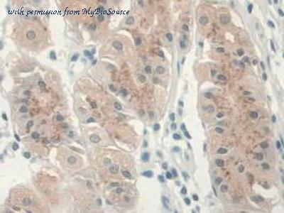 MyBioSource MBS2025843 image 2