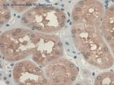 MyBioSource MBS2025843 image 3