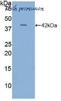 MyBioSource MBS2025901 image 1