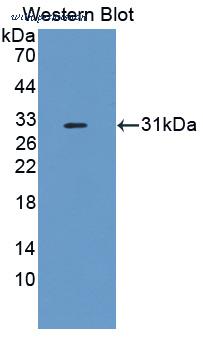 MyBioSource MBS2025927 image 2