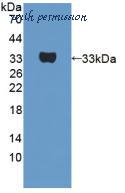 MyBioSource MBS2025940 image 1