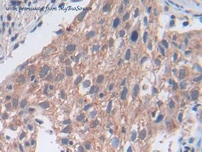MyBioSource MBS2025940 image 3