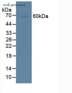 MyBioSource MBS2025976 image 1