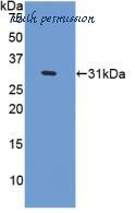 MyBioSource MBS2025976 image 2