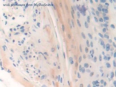MyBioSource MBS2025976 image 3