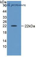 MyBioSource MBS2025980 image 1