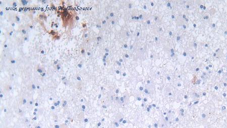 MyBioSource MBS2026070 image 3