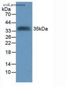 MyBioSource MBS2026100 image 1