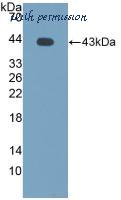 MyBioSource MBS2026335 image 1