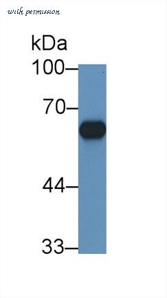 MyBioSource MBS2026360 image 1
