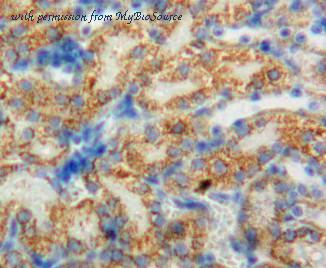 MyBioSource MBS2026360 image 3