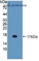 MyBioSource MBS2026443 image 1