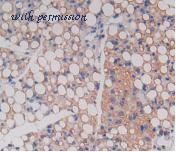 MyBioSource MBS2026443 image 2