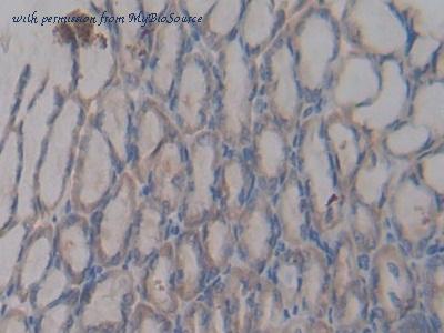 MyBioSource MBS2026443 image 3