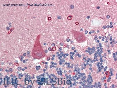 MyBioSource MBS2026614 image 2