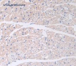 MyBioSource MBS2026689 image 3