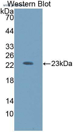 MyBioSource MBS2026696 image 2