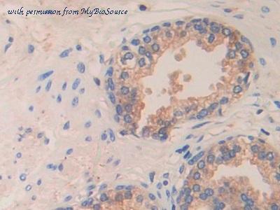 MyBioSource MBS2026696 image 3
