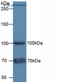 MyBioSource MBS2026729 image 1