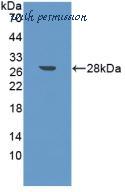 MyBioSource MBS2026729 image 2