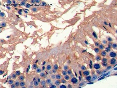 MyBioSource MBS2026729 image 3
