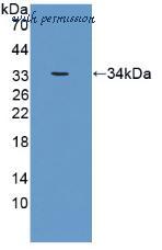 MyBioSource MBS2026731 image 1