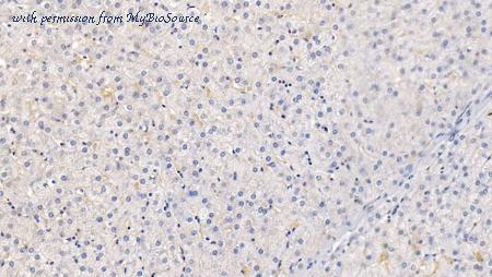 MyBioSource MBS2026731 image 2