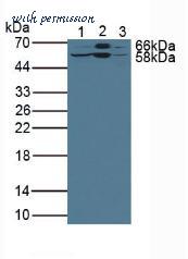 MyBioSource MBS2026750 image 1