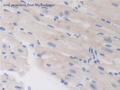 MyBioSource MBS2026750 image 3