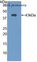 MyBioSource MBS2026757 image 1