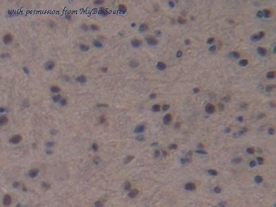 MyBioSource MBS2026757 image 3