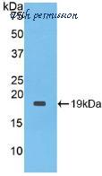 MyBioSource MBS2026803 image 1