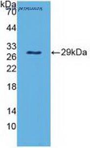 MyBioSource MBS2026812 image 2