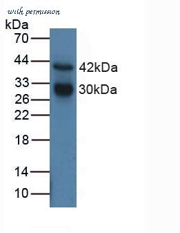 MyBioSource MBS2026814 image 1