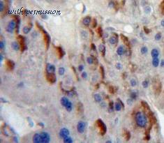 MyBioSource MBS2026867 image 2