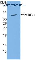 MyBioSource MBS2026958 image 1