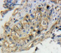 MyBioSource MBS2026958 image 2