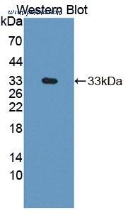 MyBioSource MBS2026991 image 1