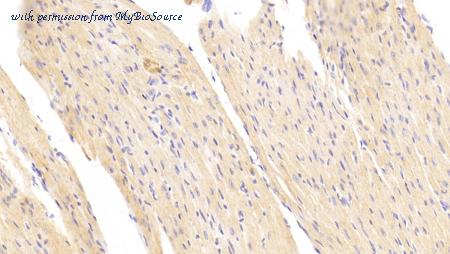 MyBioSource MBS2027081 image 3