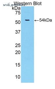 MyBioSource MBS2027096 image 1