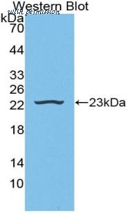 MyBioSource MBS2027117 image 1